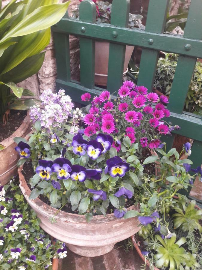 La Viola Di Assisi Hotel Bagian luar foto